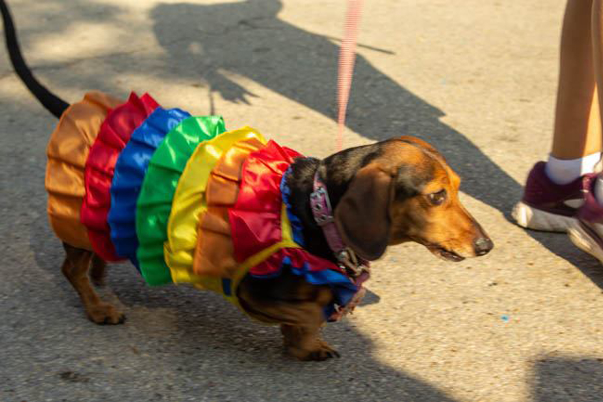 2021-okt-wiener-dog